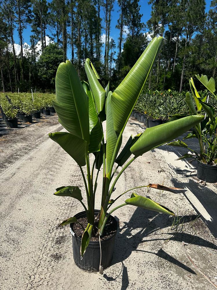 strelitzia-nicolai-white-bird-of-paradise