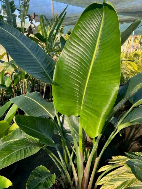 strelitzia-nicolai-white-bird-of-paradise