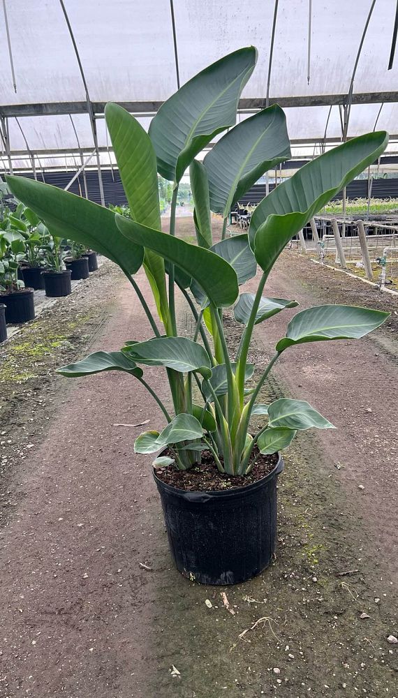 strelitzia-nicolai-white-bird-of-paradise