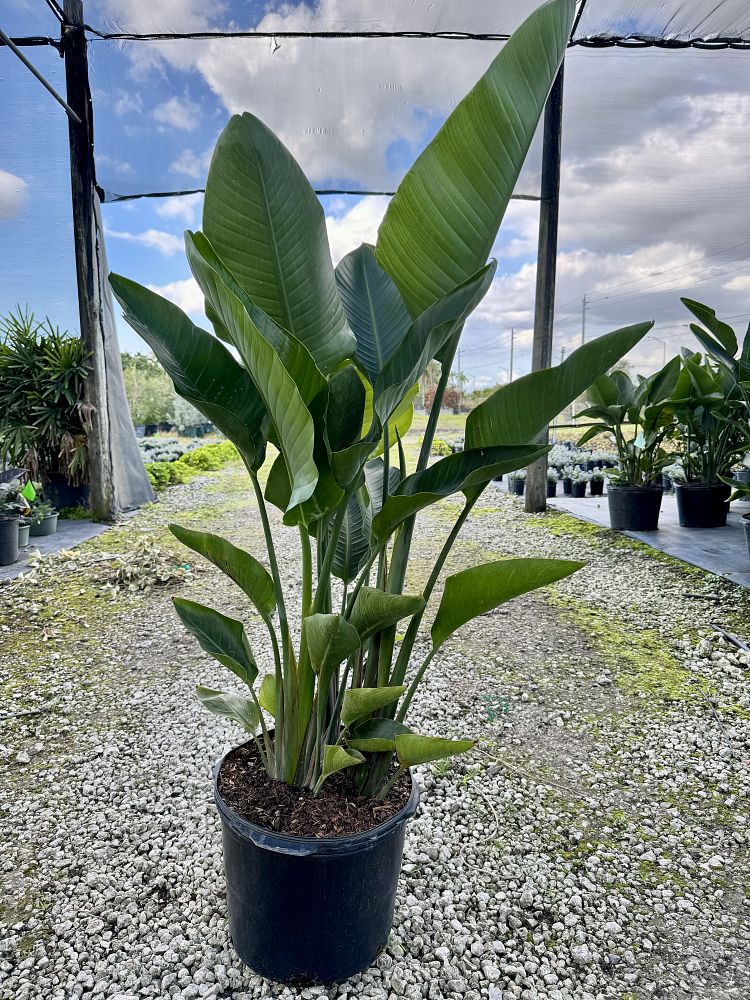 strelitzia-nicolai-white-bird-of-paradise