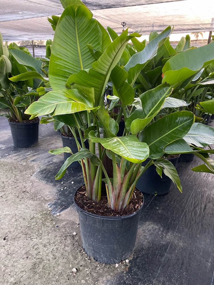 strelitzia-nicolai-white-bird-of-paradise