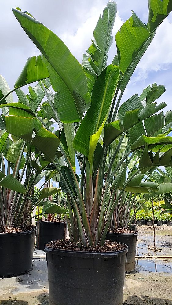 strelitzia-nicolai-white-bird-of-paradise
