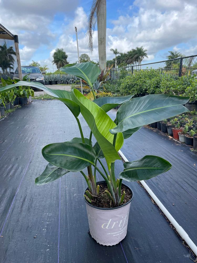 strelitzia-nicolai-white-bird-of-paradise