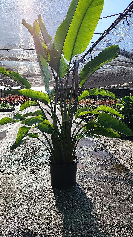 strelitzia-nicolai-white-bird-of-paradise