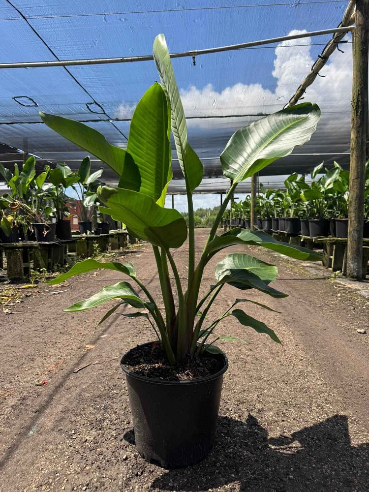 strelitzia-nicolai-white-bird-of-paradise