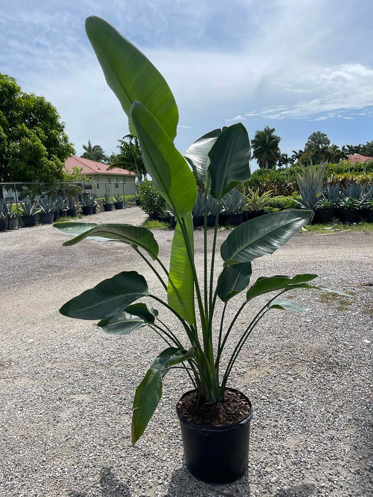 strelitzia-nicolai-white-bird-of-paradise