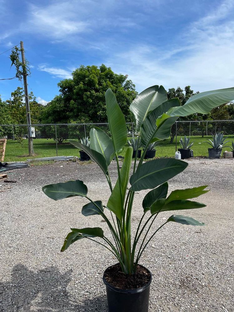 strelitzia-nicolai-white-bird-of-paradise