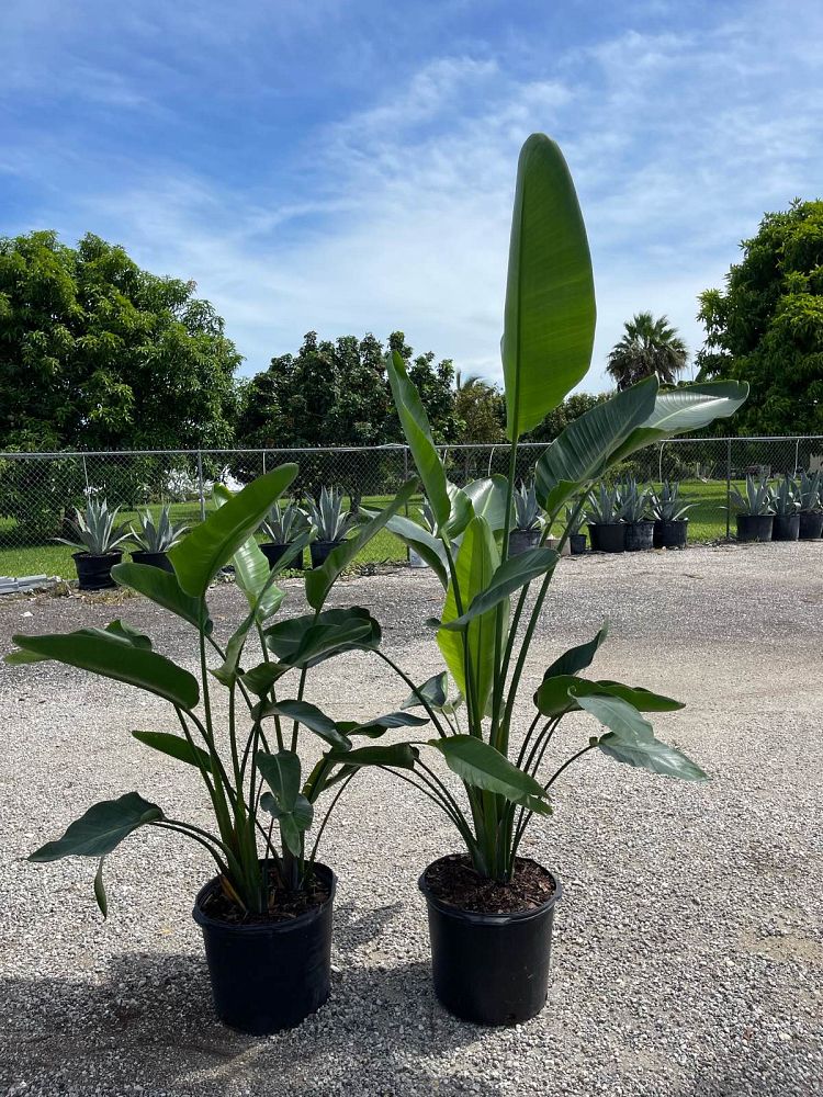 strelitzia-nicolai-white-bird-of-paradise