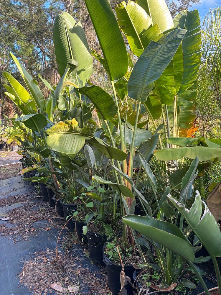 strelitzia-nicolai-white-bird-of-paradise