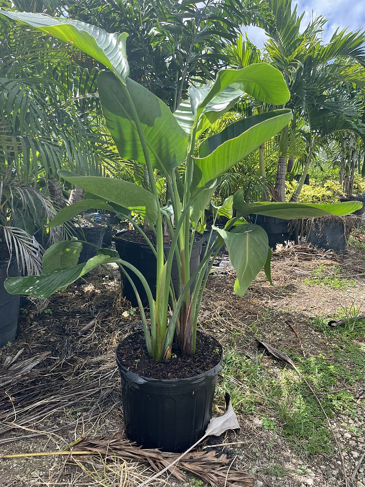 strelitzia-nicolai-white-bird-of-paradise