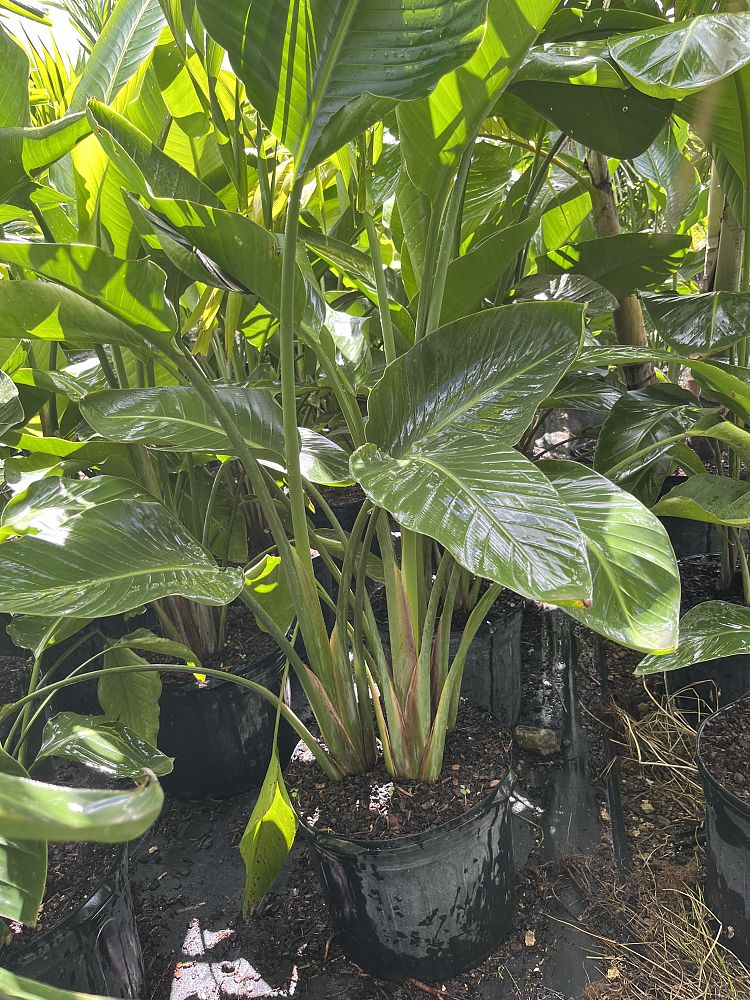 strelitzia-nicolai-white-bird-of-paradise