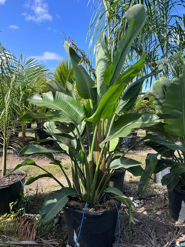 strelitzia-nicolai-white-bird-of-paradise