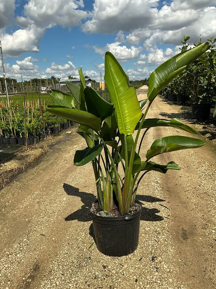strelitzia-nicolai-white-bird-of-paradise