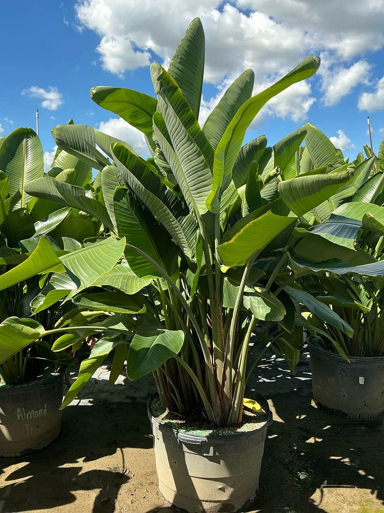 strelitzia-nicolai-white-bird-of-paradise