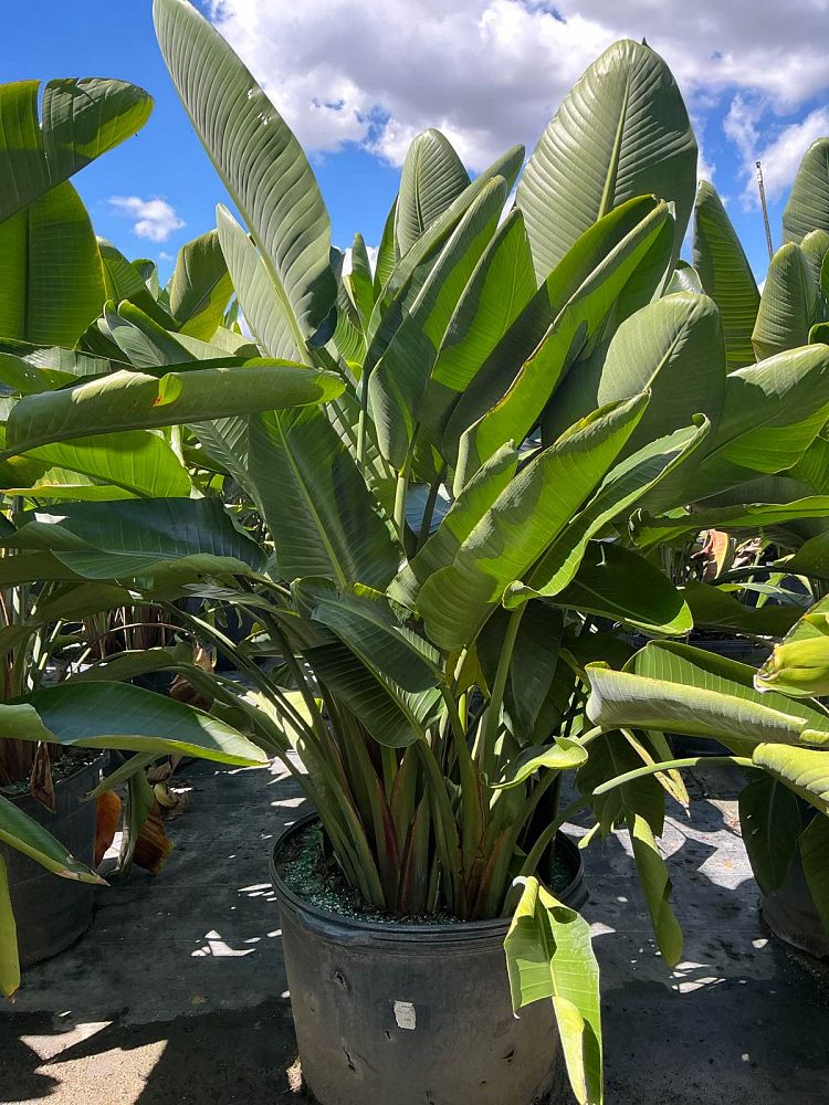 strelitzia-nicolai-white-bird-of-paradise