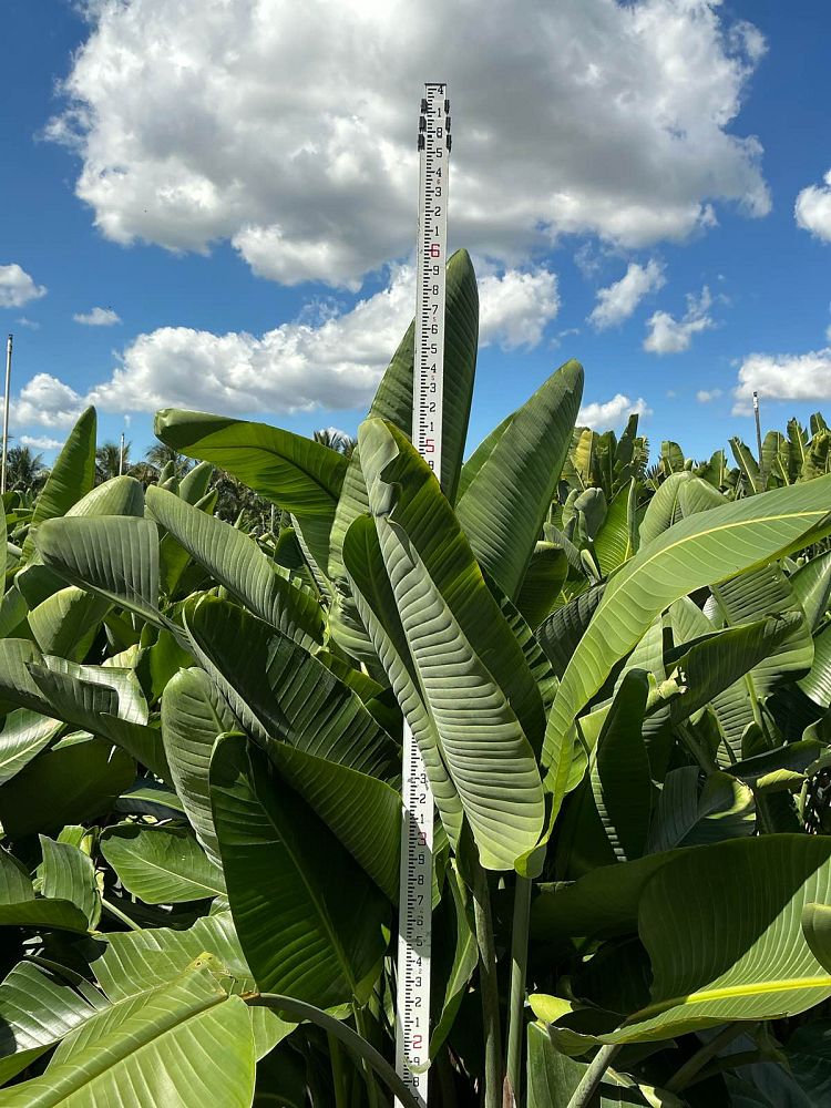 strelitzia-nicolai-white-bird-of-paradise
