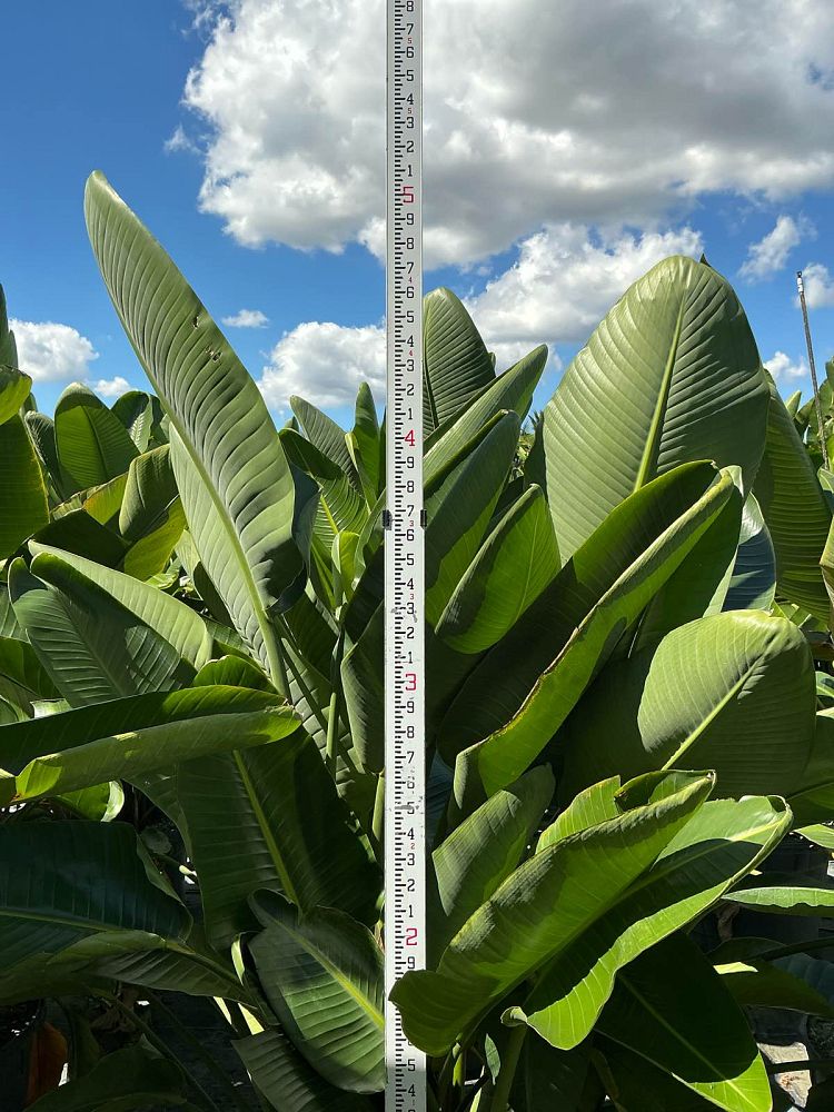 strelitzia-nicolai-white-bird-of-paradise