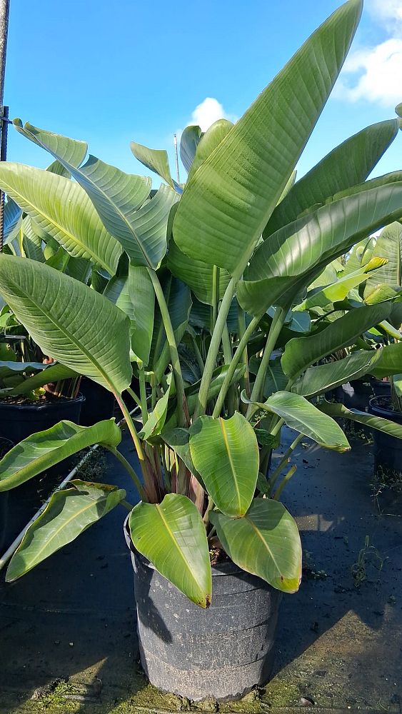 strelitzia-nicolai-white-bird-of-paradise