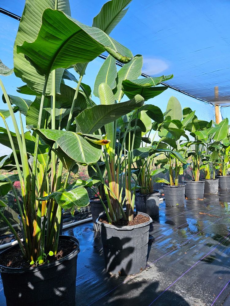strelitzia-nicolai-white-bird-of-paradise
