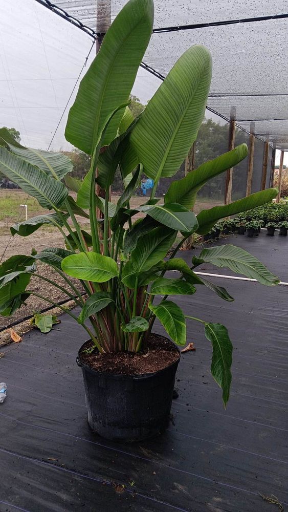 strelitzia-nicolai-white-bird-of-paradise