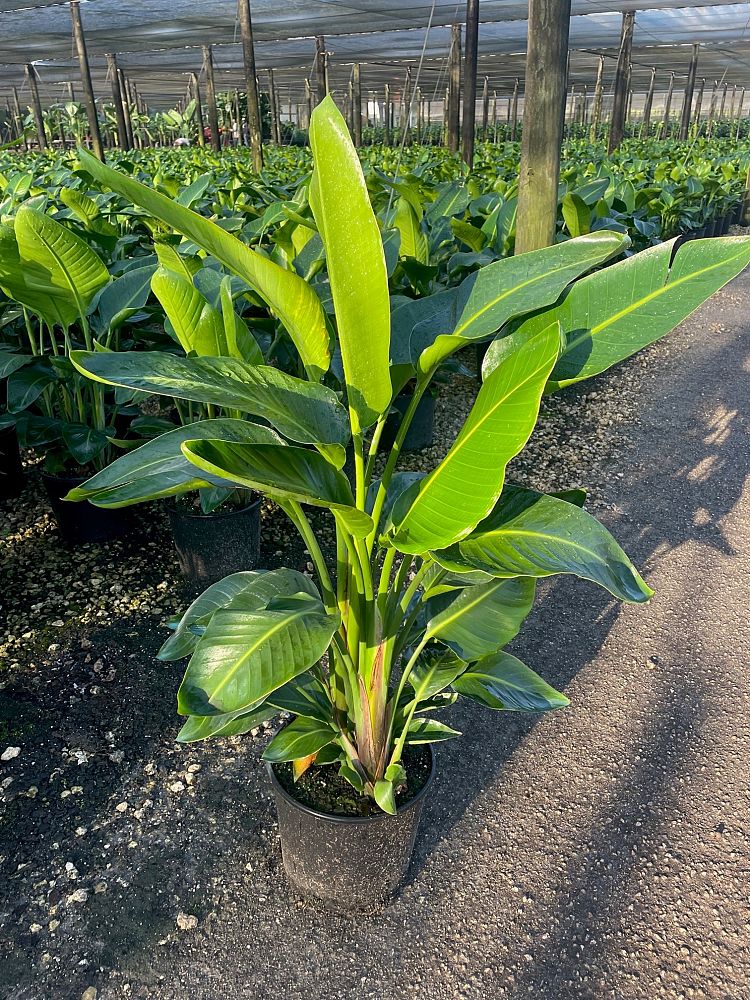 strelitzia-nicolai-white-bird-of-paradise