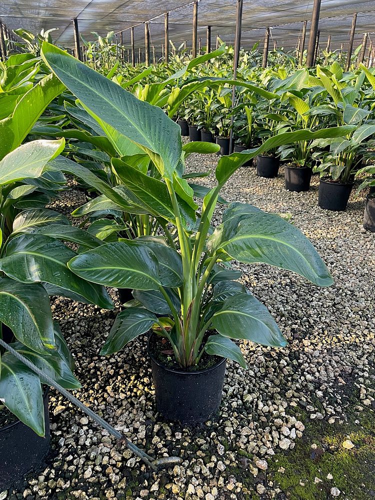 strelitzia-nicolai-white-bird-of-paradise