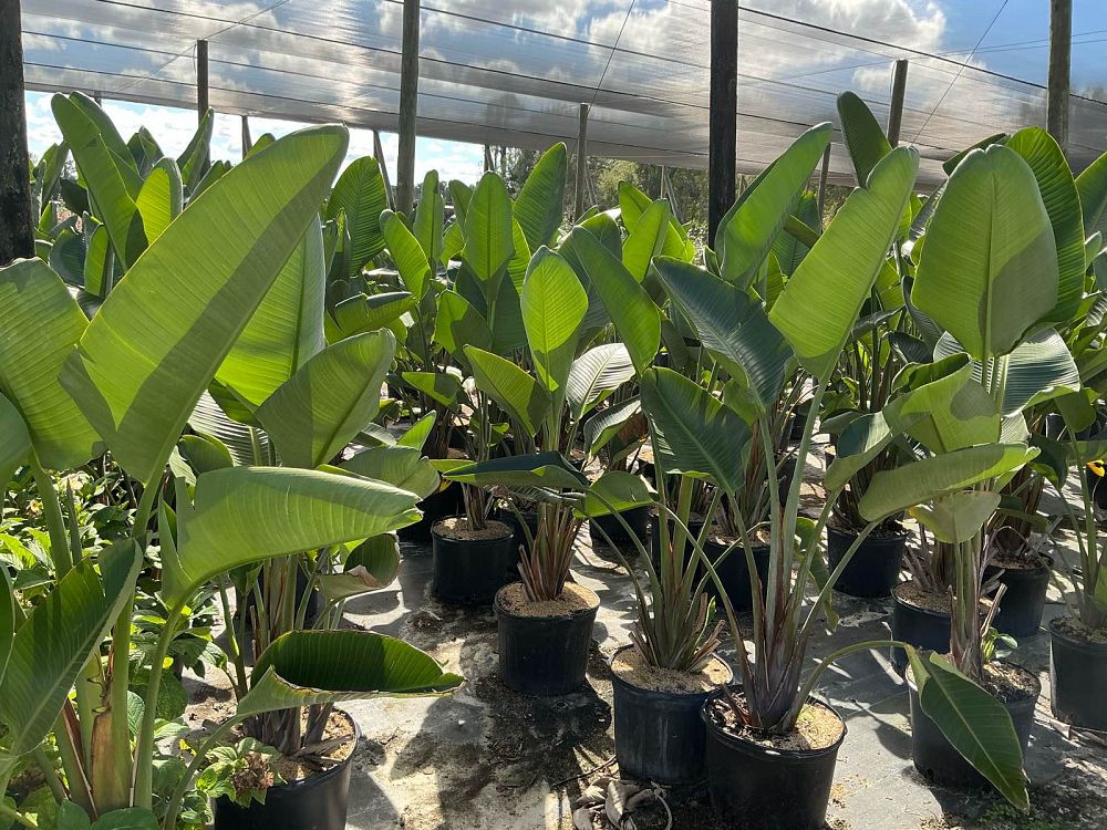 strelitzia-nicolai-white-bird-of-paradise