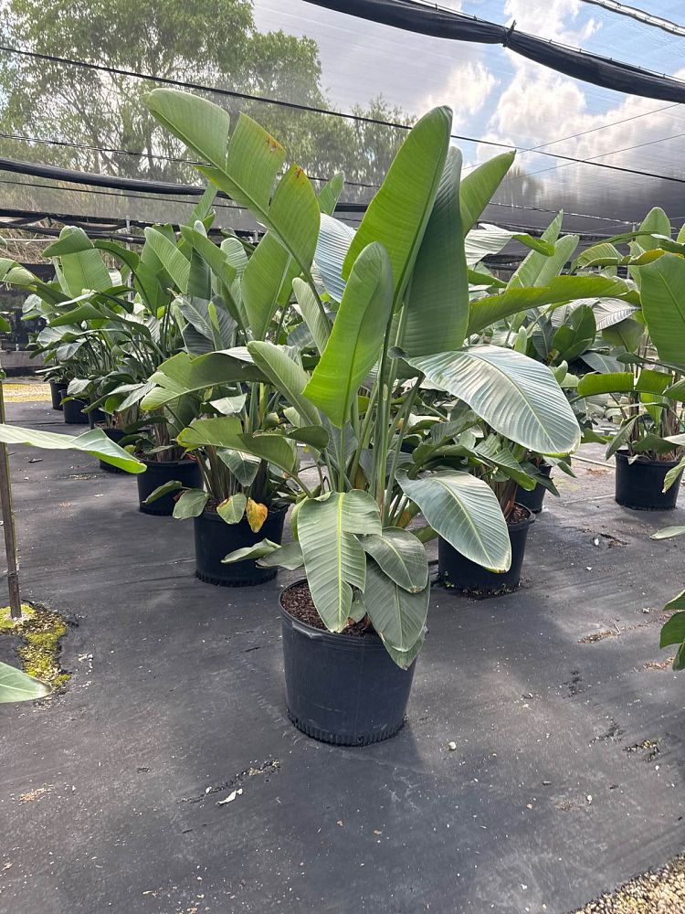 strelitzia-nicolai-white-bird-of-paradise
