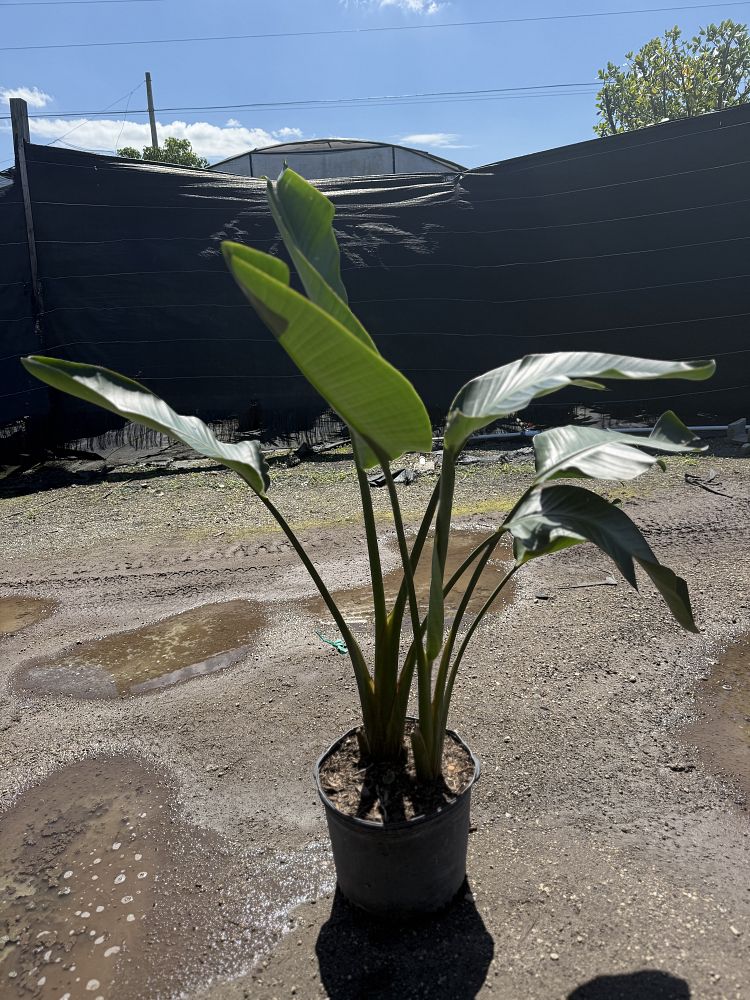 strelitzia-nicolai-white-bird-of-paradise