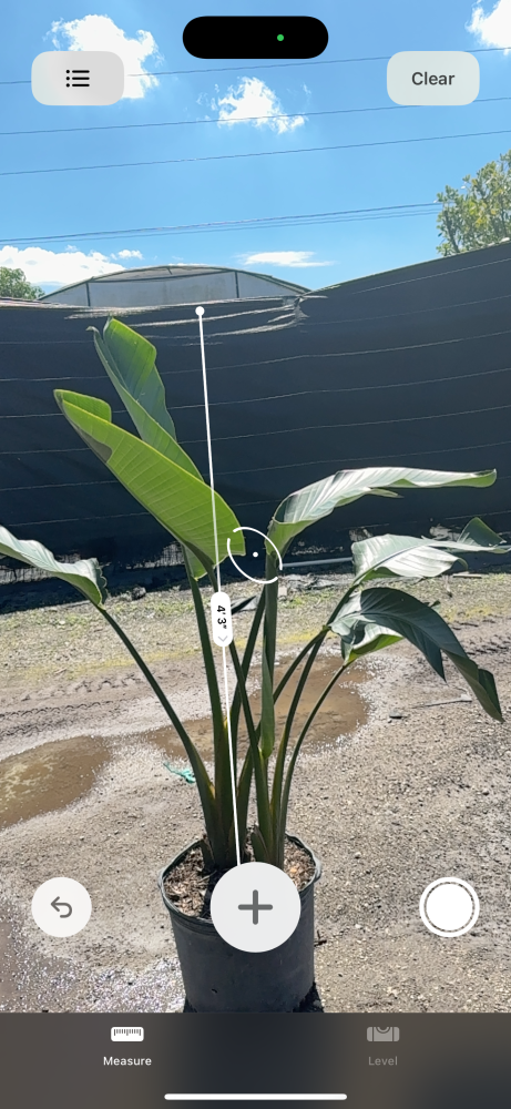 strelitzia-nicolai-white-bird-of-paradise