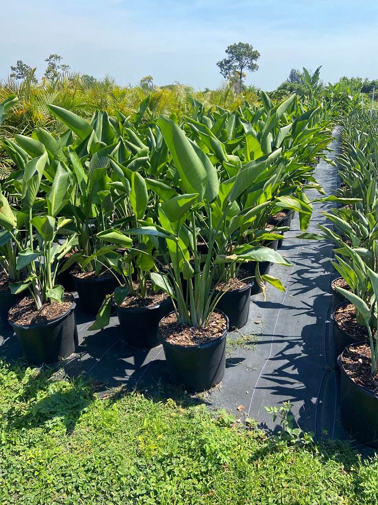 strelitzia-nicolai-white-bird-of-paradise