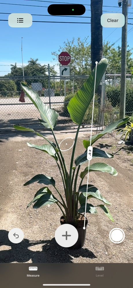 strelitzia-nicolai-white-bird-of-paradise