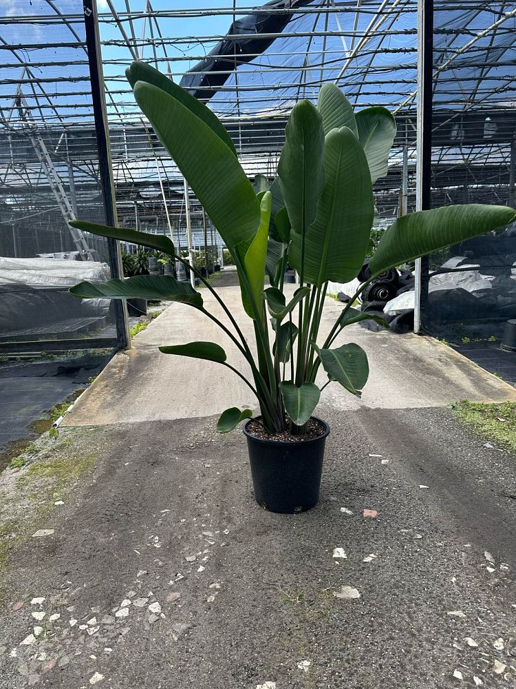strelitzia-nicolai-white-bird-of-paradise