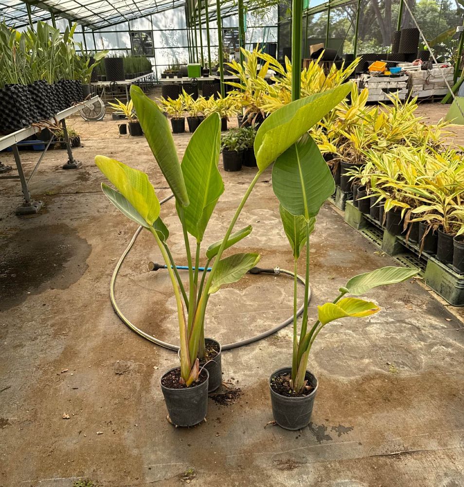 strelitzia-nicolai-white-bird-of-paradise