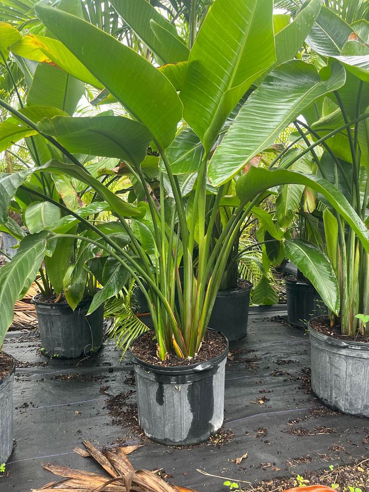 strelitzia-nicolai-white-bird-of-paradise