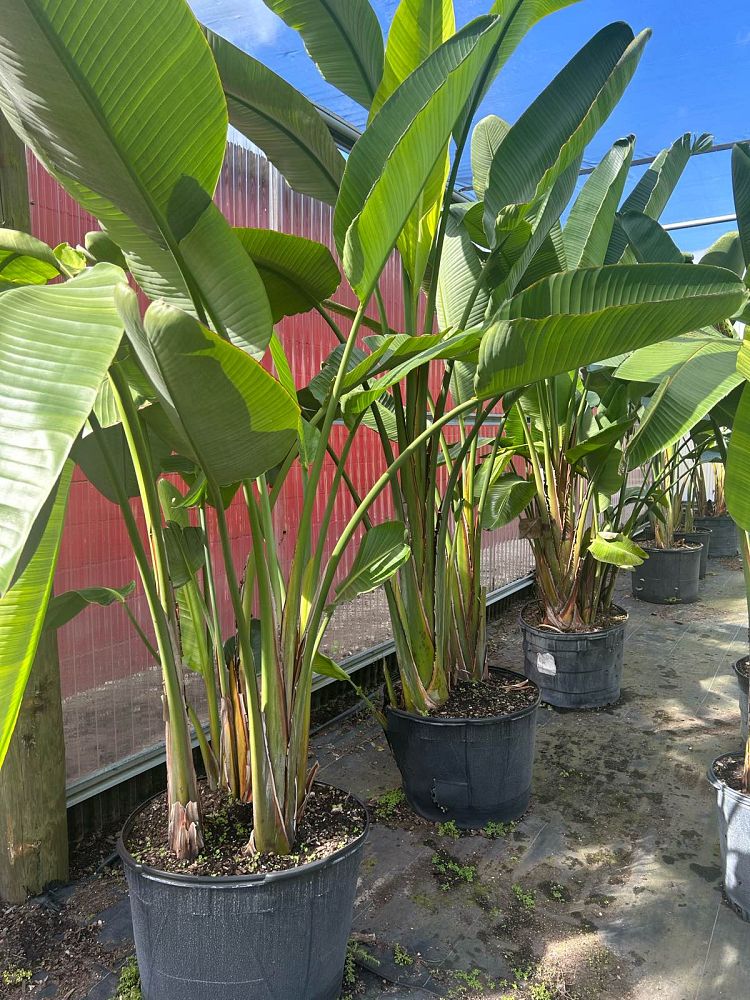 strelitzia-nicolai-white-bird-of-paradise