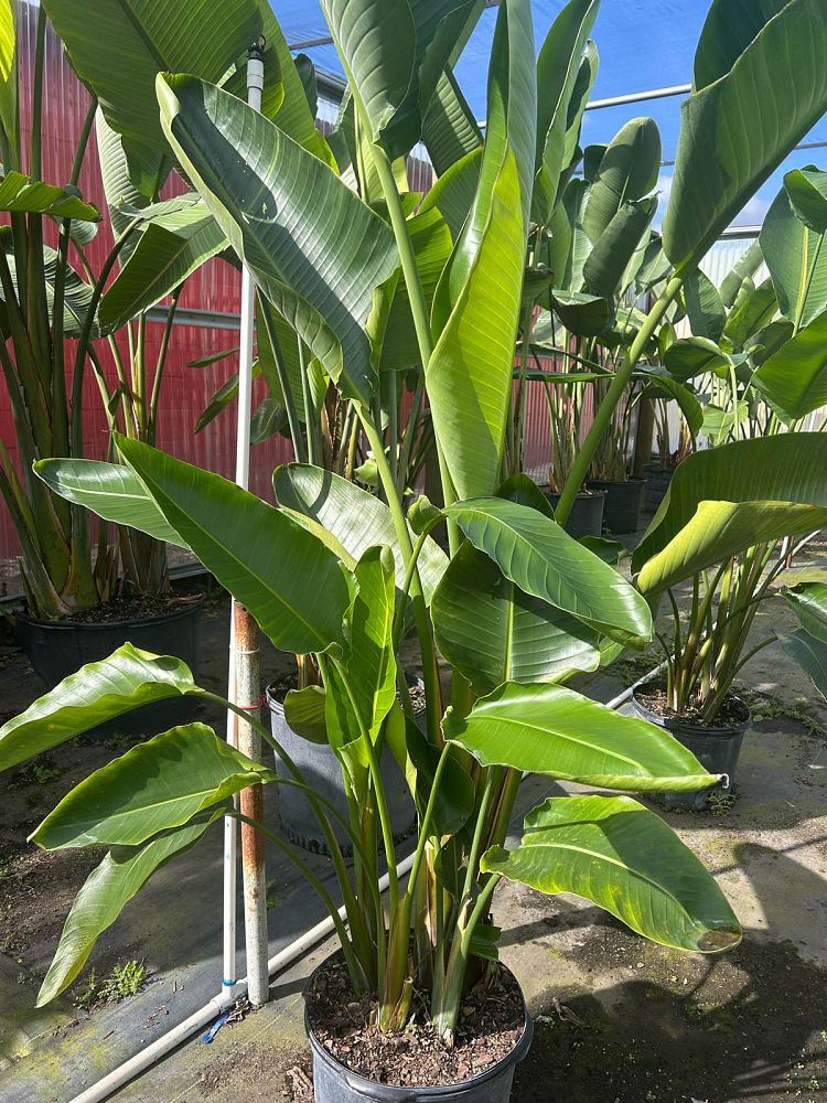strelitzia-nicolai-white-bird-of-paradise