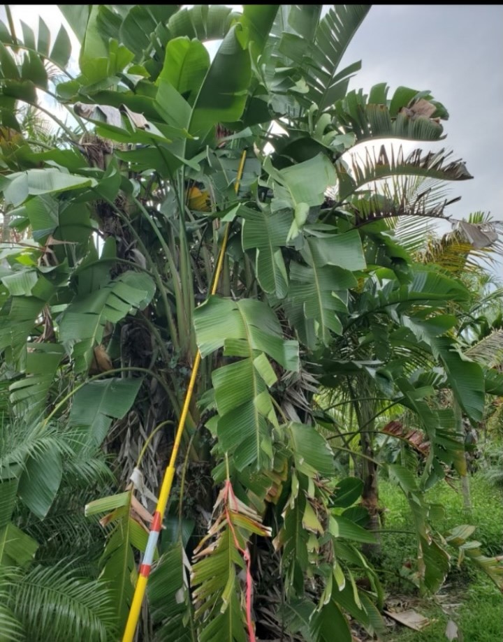 strelitzia-nicolai-white-bird-of-paradise
