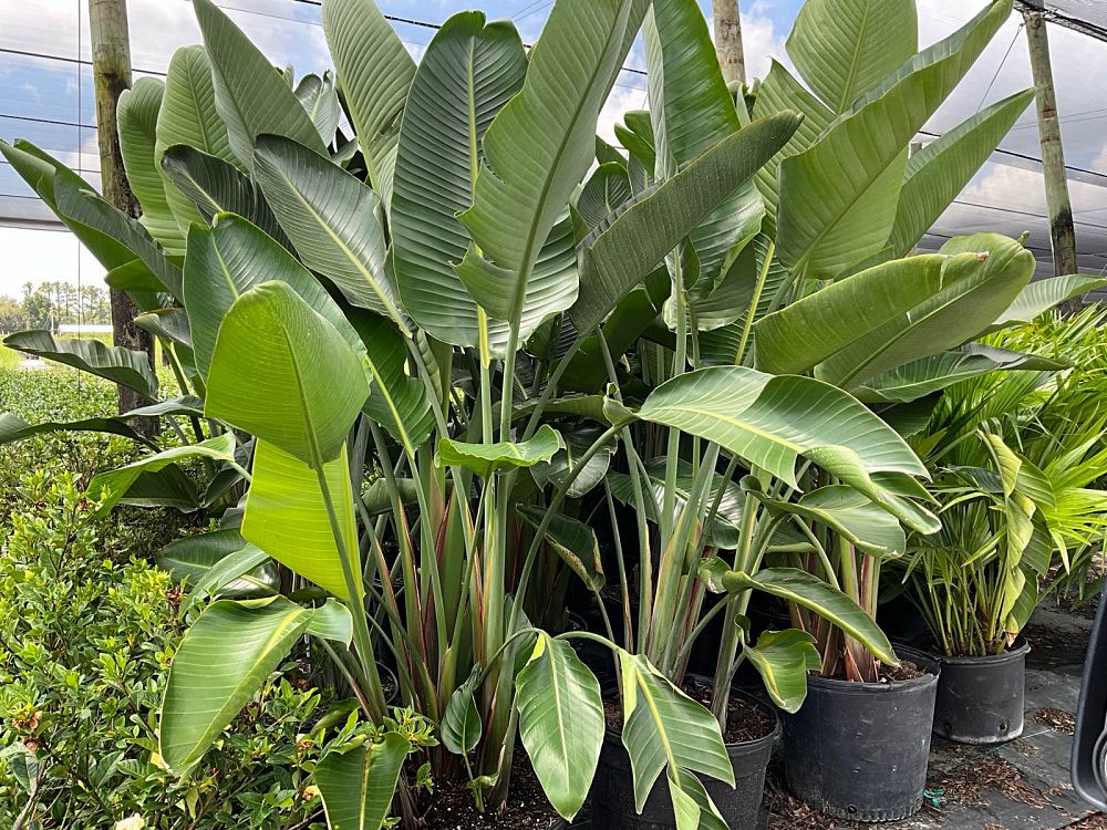 strelitzia-nicolai-white-bird-of-paradise