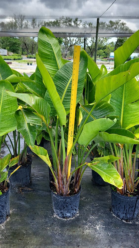 strelitzia-nicolai-white-bird-of-paradise