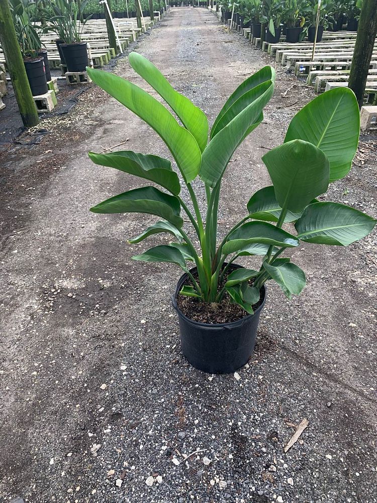strelitzia-nicolai-white-bird-of-paradise