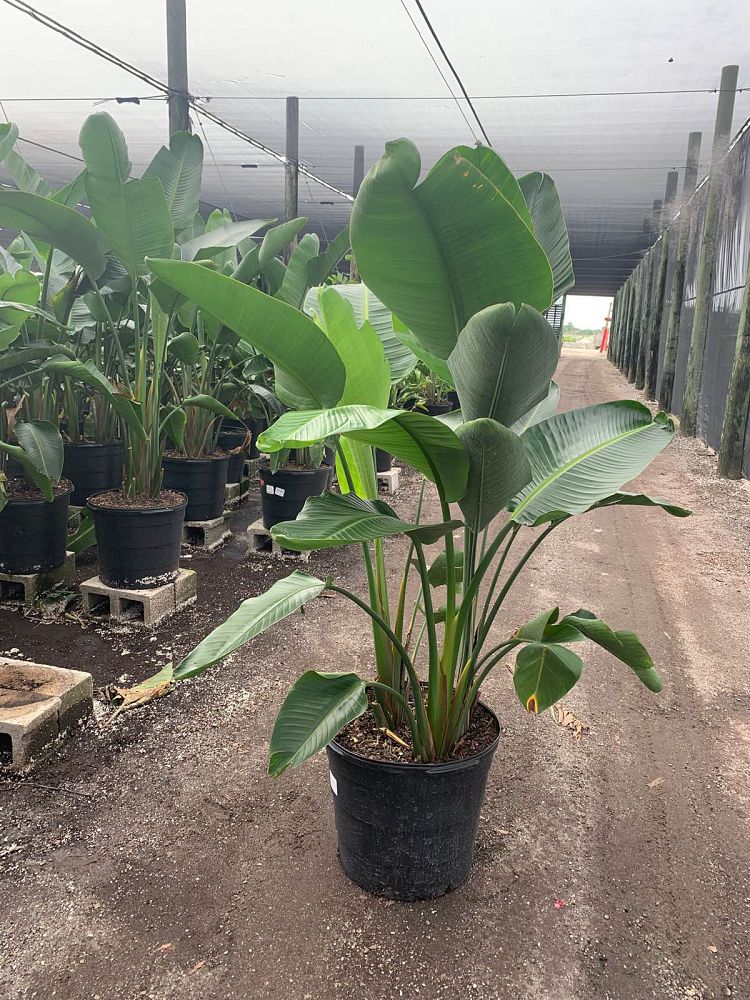 strelitzia-nicolai-white-bird-of-paradise