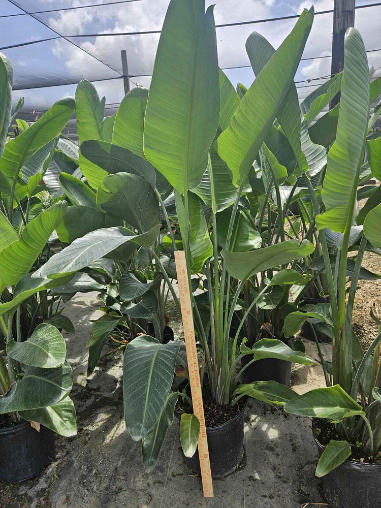strelitzia-nicolai-white-bird-of-paradise