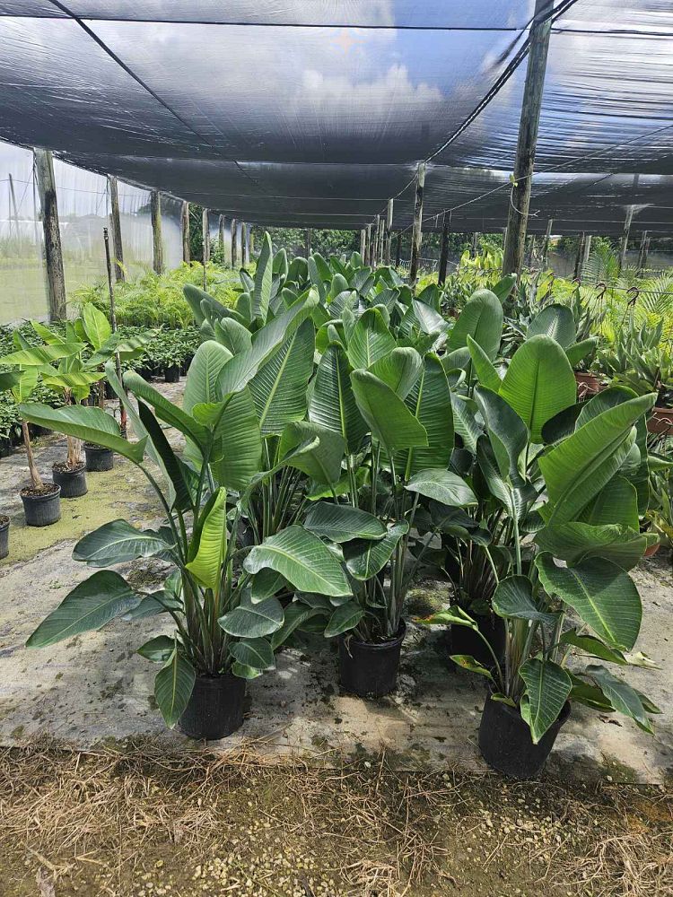 strelitzia-nicolai-white-bird-of-paradise
