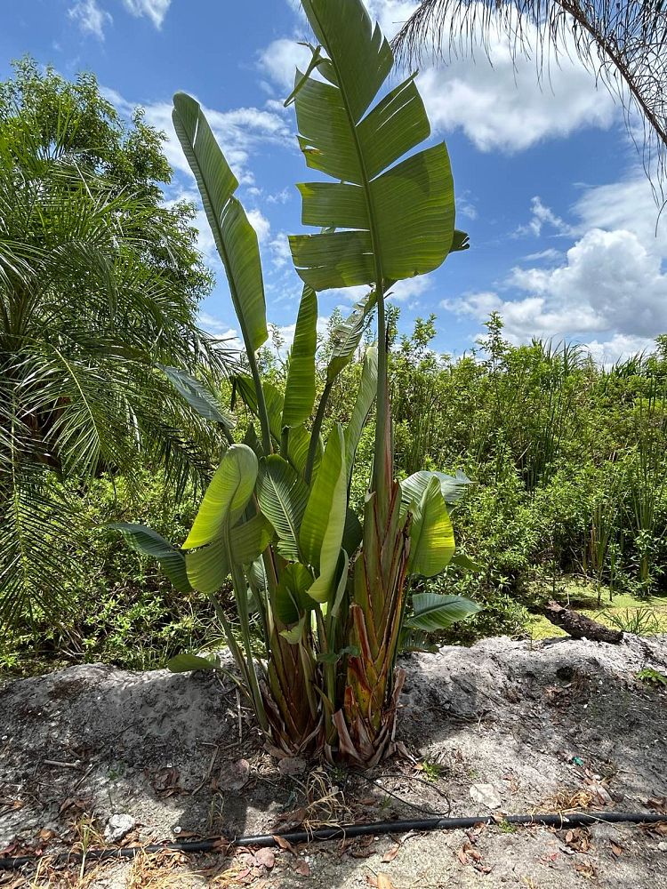 strelitzia-nicolai-white-bird-of-paradise