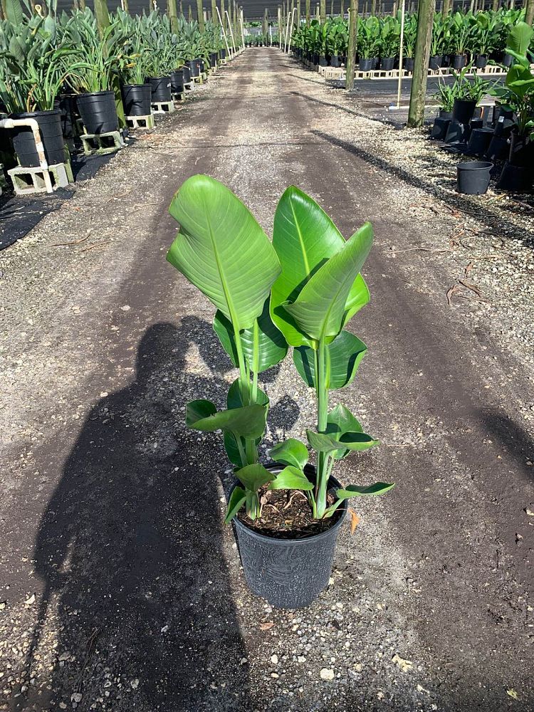 strelitzia-nicolai-white-bird-of-paradise