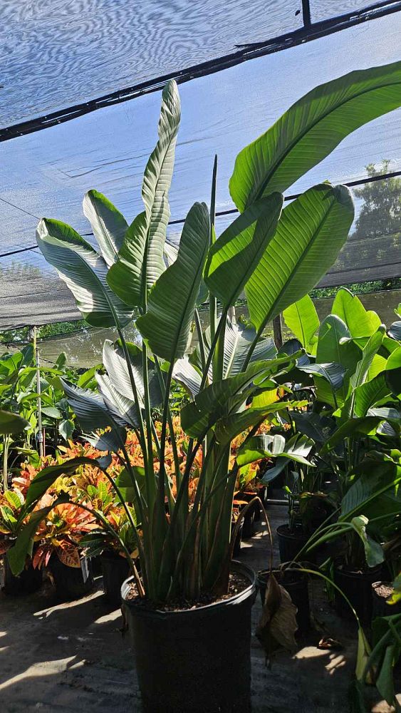 strelitzia-nicolai-white-bird-of-paradise
