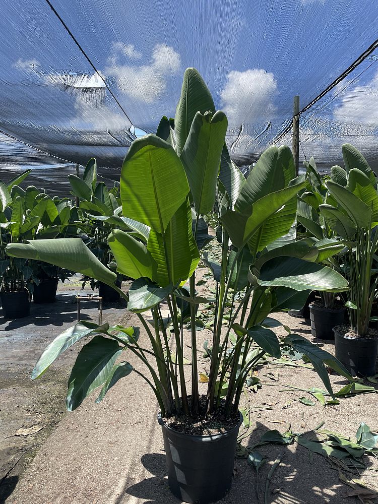 strelitzia-nicolai-white-bird-of-paradise