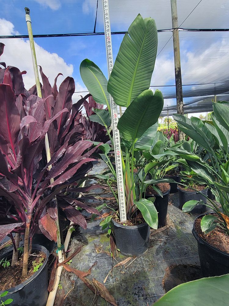 strelitzia-nicolai-white-bird-of-paradise