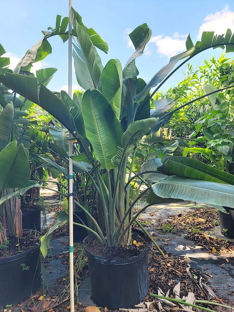 strelitzia-nicolai-white-bird-of-paradise